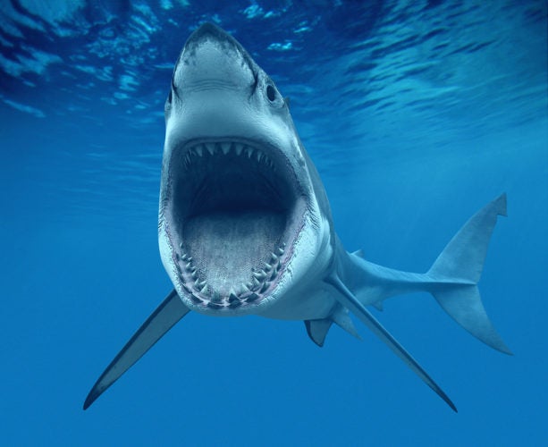 Βίντεο σοκ: Η πιο τρομακτική επίθεση καρχαρία σε άνθρωπο που έχετε δει ποτέ